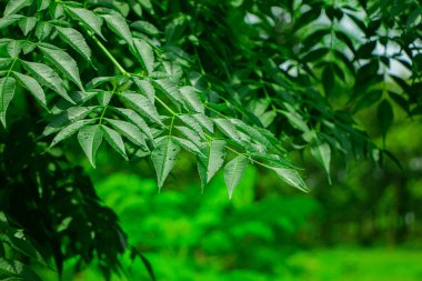 New top leaf of neem tree