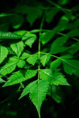 New top leaf of neem tree