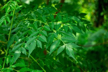 New top leaf of neem tree