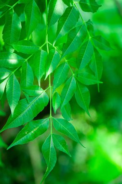 New top leaf of neem tree , herbal tree, medicine tree, indian lilac, neem tree