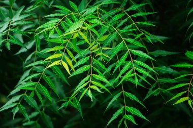 New top leaf of neem tree , herbal tree, medicine tree, indian lilac, neem tree