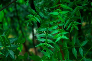 New top leaf of neem tree , herbal tree, medicine tree, indian lilac, neem tree