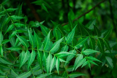 New top leaf of neem tree , herbal tree, medicine tree, indian lilac, neem tree