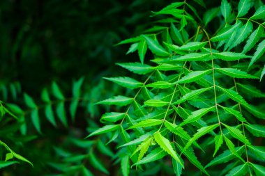Newborn top leaf of neem , neemtree or indian lilac