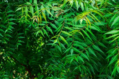 New top leaf of neem tree , herbal tree, medicine tree, indian lilac, neem tree