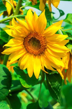 Beautiful Sun flower blooming in garden