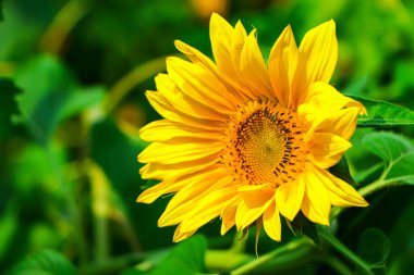 Bahçede açan güneş çiçeği