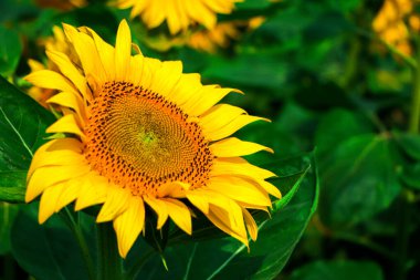 Bahçede açan güneş çiçeği