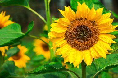 Sunflower with green leaf blooming in garden