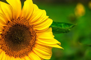 Blooming Sunflower Closeup on garden