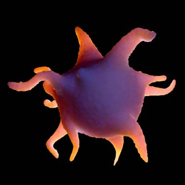 Aktif bir trombosit, disk benzeri bir form aktifleştirildiğinde psödopodia adı verilen dikenli çıkıntılar oluşturur. Bunlar dışa doğru, dikenli ışınlara benzeyen uzanır ve trombositlerin birbirine yapışmasına ve yaralanmış kan damarlarının duvarlarına yardım eder..