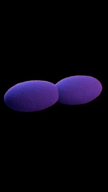 Asetobacter bakteri 3d animasyon videosu