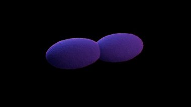 Asetobacter bakteri 3d animasyon videosu