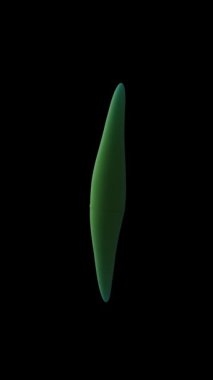 Mikroskop altında dolap ve diatom yosunları 3D animasyon