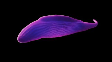 Tripanosoma brucei paraziti. Trypanosoma brucei Afrika tripanozomisine neden olan bir parazittir, insanlarda ve hayvanlarda uyku hastalığı olarak da bilinir.