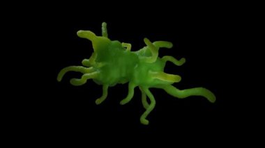 Amoeba protozoanı. Bu tatlı su tek hücreli organizma bakteri ve daha küçük protozoalarla beslenir.