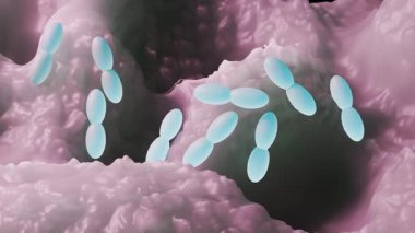 Asetobacter, en çok etanolü asetik asite çevirmesiyle bilinen, sirke üretimi için hayati önem taşıyan, fakat aynı zamanda diğer alkollü içeceklerde bozma potansiyeli olan bir bakteri cinsidir..