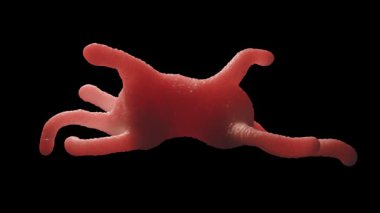 Amoeba proteusu, tek hücreli büyük ve iyi bilinen bir amoeboid protozoit türüdür. 1, genellikle göletler ve yavaş akan nehirler gibi tatlı su ortamlarında bulunur.