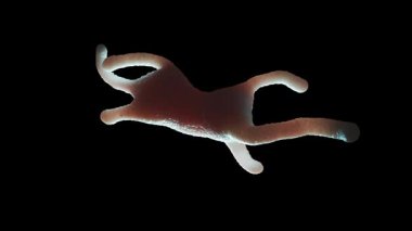 Amoeba proteusu, tek hücreli büyük ve iyi bilinen bir amoeboid protozoit türüdür. 1, genellikle göletler ve yavaş akan nehirler gibi tatlı su ortamlarında bulunur.