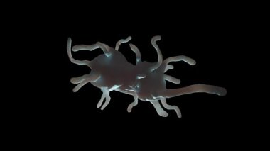 Amoeba proteusu, tek hücreli büyük ve iyi bilinen bir amoeboid protozoit türüdür. 1, genellikle göletler ve yavaş akan nehirler gibi tatlı su ortamlarında bulunur.