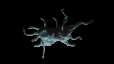 Amoeba proteusu, tek hücreli büyük ve iyi bilinen bir amoeboid protozoit türüdür. 1, genellikle göletler ve yavaş akan nehirler gibi tatlı su ortamlarında bulunur.