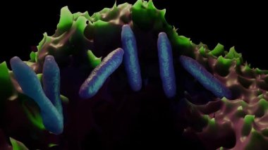 Şarbon bakterileri (Bacillus anthracis), insan ve hayvanlarda şarbon adı verilen ciddi bir bulaşıcı hastalığa neden olan çubuk şeklindeki Gram pozitif bakterilerdir. Bu bakteriler çevrede uzun süre hayatta kalabilen dayanıklı sporlar oluştururlar..