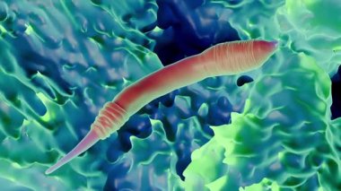 C. elegans (İngilizce: 
