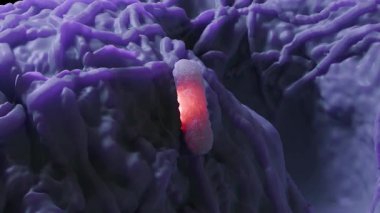 Escherichia coli, Escherichia cinsinin gram-negatif, fakultatif anaerobik, koliform şeklinde bir bakterisidir ve genellikle sıcak kanlı organizmaların bağırsaklarında bulunur..