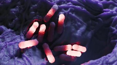 Escherichia coli, Escherichia cinsinin gram-negatif, fakultatif anaerobik, koliform şeklinde bir bakterisidir ve genellikle sıcak kanlı organizmaların bağırsaklarında bulunur..