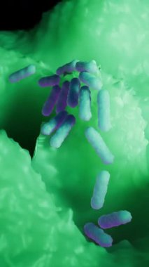 Escherichia coli, Escherichia cinsinin gram-negatif, fakultatif anaerobik, koliform şeklinde bir bakterisidir ve genellikle sıcak kanlı organizmaların bağırsaklarında bulunur..