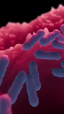 Escherichia coli, Escherichia cinsinin gram-negatif, fakultatif anaerobik, koliform şeklinde bir bakterisidir ve genellikle sıcak kanlı organizmaların bağırsaklarında bulunur..
