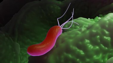 Helicobacter pylori bakterisi, gram-negatif, kırbaçlanmış, sarmal bir bakteridir. Mutantların çubukları ya da kavisli çubukları daha az öldürücü olabilir.