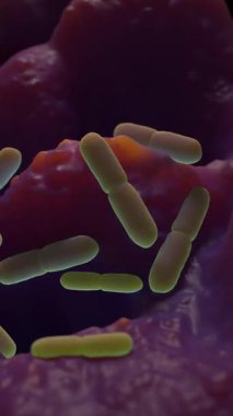  Laktobacillus, insan ve hayvan sağlığı, gıda fermantasyonu ve korunmasında önemli öneme sahip laktik asit üreten çeşitli bir bakteri grubudur.