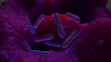  Laktobacillus, insan ve hayvan sağlığı, gıda fermantasyonu ve korunmasında önemli öneme sahip laktik asit üreten çeşitli bir bakteri grubudur.