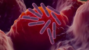  Laktobacillus, insan ve hayvan sağlığı, gıda fermantasyonu ve korunmasında önemli öneme sahip laktik asit üreten çeşitli bir bakteri grubudur.