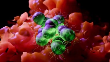 Neisseria gonorrhoeae, genellikle gonokok olarak adlandırılan, cinsel yolla bulaşan belsoğukluğu enfeksiyonunun nedeni olarak bilinen bir Gram-negatif bakteri türüdür..