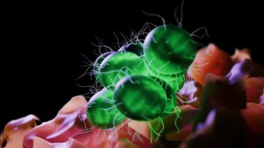 Neisseria gonorrhoeae, genellikle gonokok olarak adlandırılan, cinsel yolla bulaşan belsoğukluğu enfeksiyonunun nedeni olarak bilinen bir Gram-negatif bakteri türüdür..