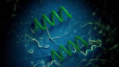 Treponema Pallidum Bakterileri Frengiye sebep oluyor