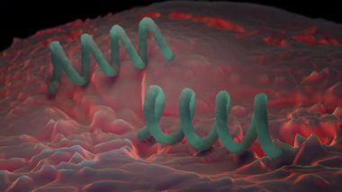 Treponema Pallidum Bakterileri Frengiye sebep oluyor