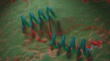Treponema Pallidum Bakterileri Frengiye sebep oluyor