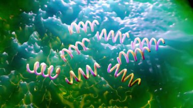 Treponema Pallidum Bakterileri Frengiye sebep oluyor