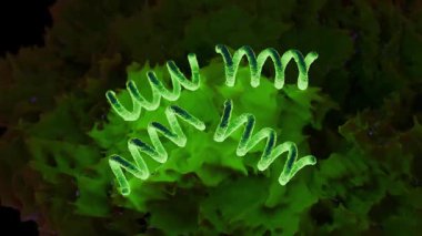 Treponema Pallidum Bakterileri Frengiye sebep oluyor