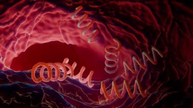 Treponema Pallidum Bakterileri Frengiye sebep oluyor