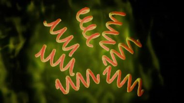 Treponema Pallidum Bakterileri Frengiye sebep oluyor