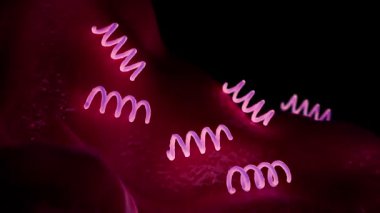 Treponema Pallidum Bakterileri Frengiye sebep oluyor