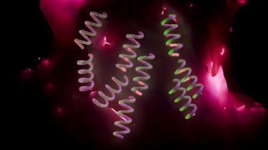 Treponema Pallidum Bakterileri Frengiye sebep oluyor