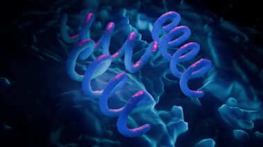 Treponema Pallidum Bakterileri Frengiye sebep oluyor