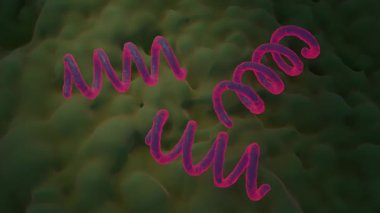 Treponema Pallidum Bakterileri Frengiye sebep oluyor