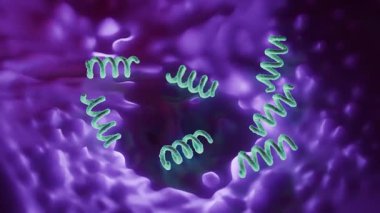 Treponema Pallidum Bakterileri Frengiye sebep oluyor