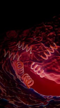 Treponema Pallidum Bakterileri Frengiye sebep oluyor